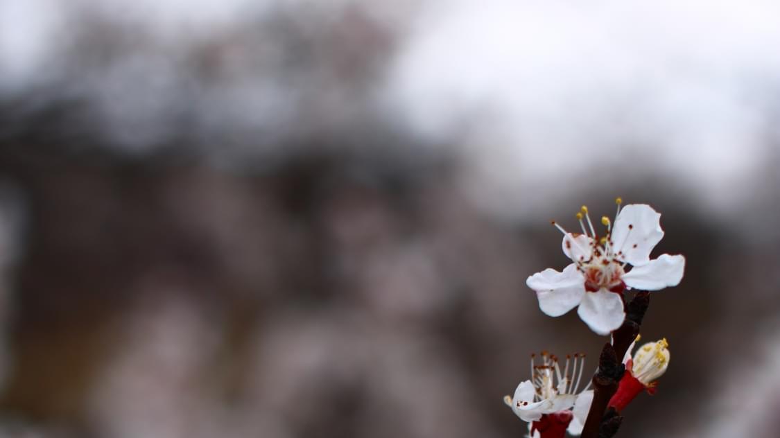 家乡的春天美如画