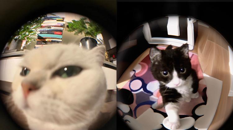 手机+鱼眼镜头｜拍自家宠物就这么拍！