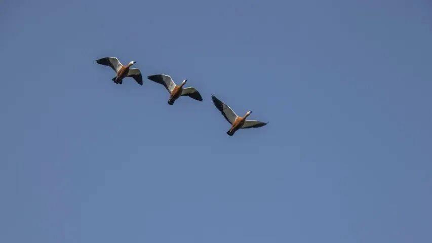 彩电市场今年还有多少机会？