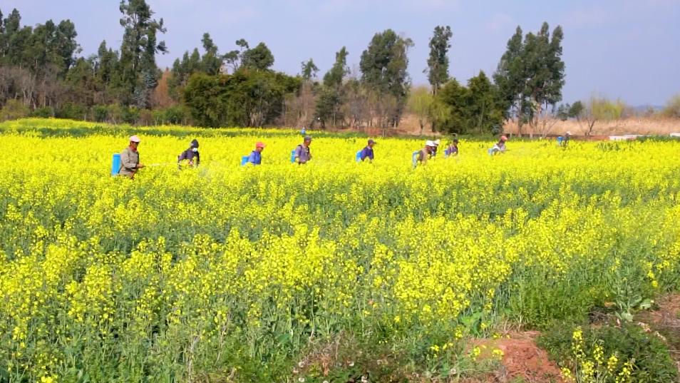 从油菜花到中东