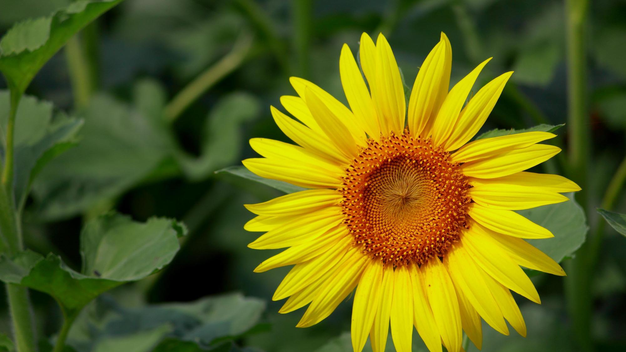 男人主动跟你断链，不再见你，最好的做法是这样