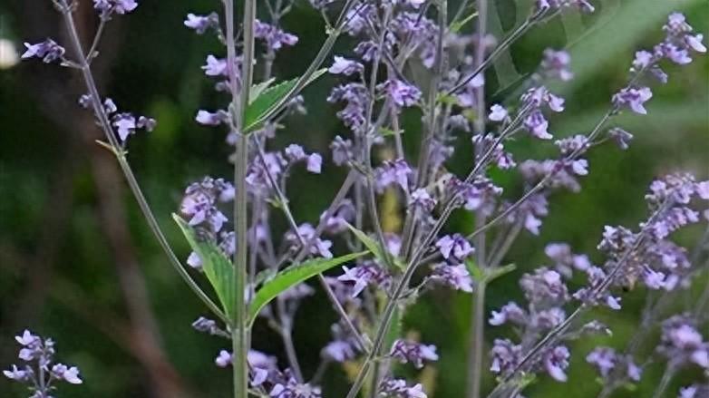 护肝利胆的溪边草，清热祛湿的杯中茶——溪黄草