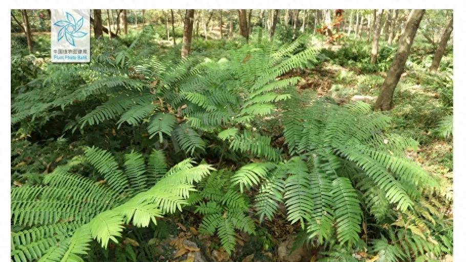 藏在深山里的“解毒王”——马蹄蕨