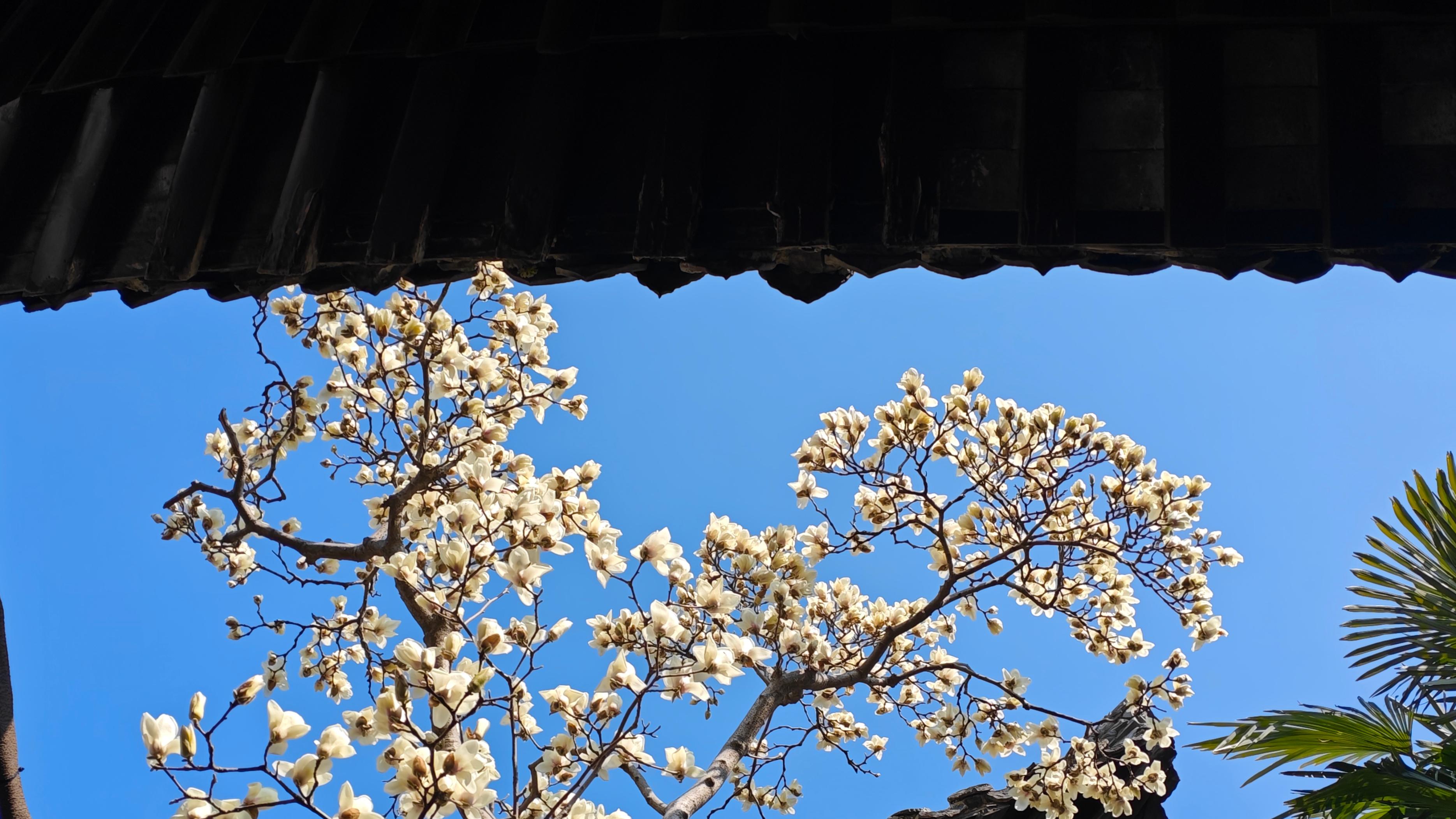 林花谢了春红，又是一年春归