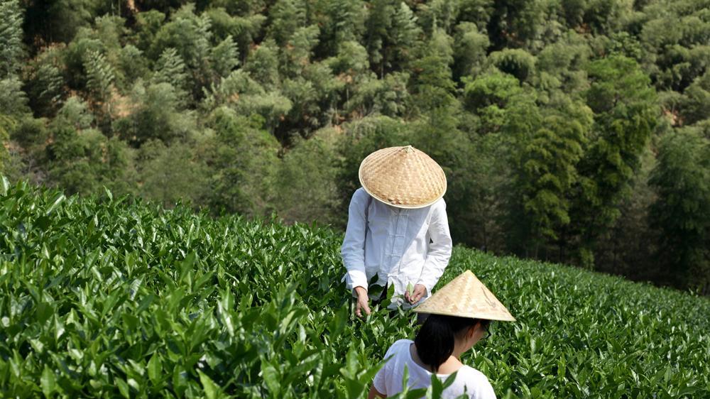 白茶的未来在未来，从标准化到个性化