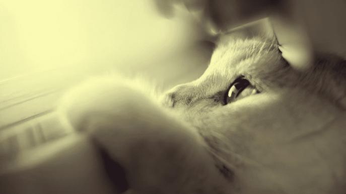 什么猫罐头比较好？希喂猫罐头对比K9、伟嘉，哪个最值得买？