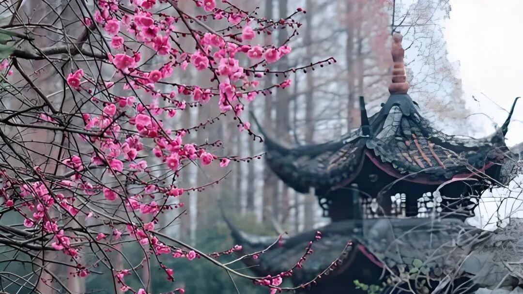 七律·傲梅凌霜邀贤赏