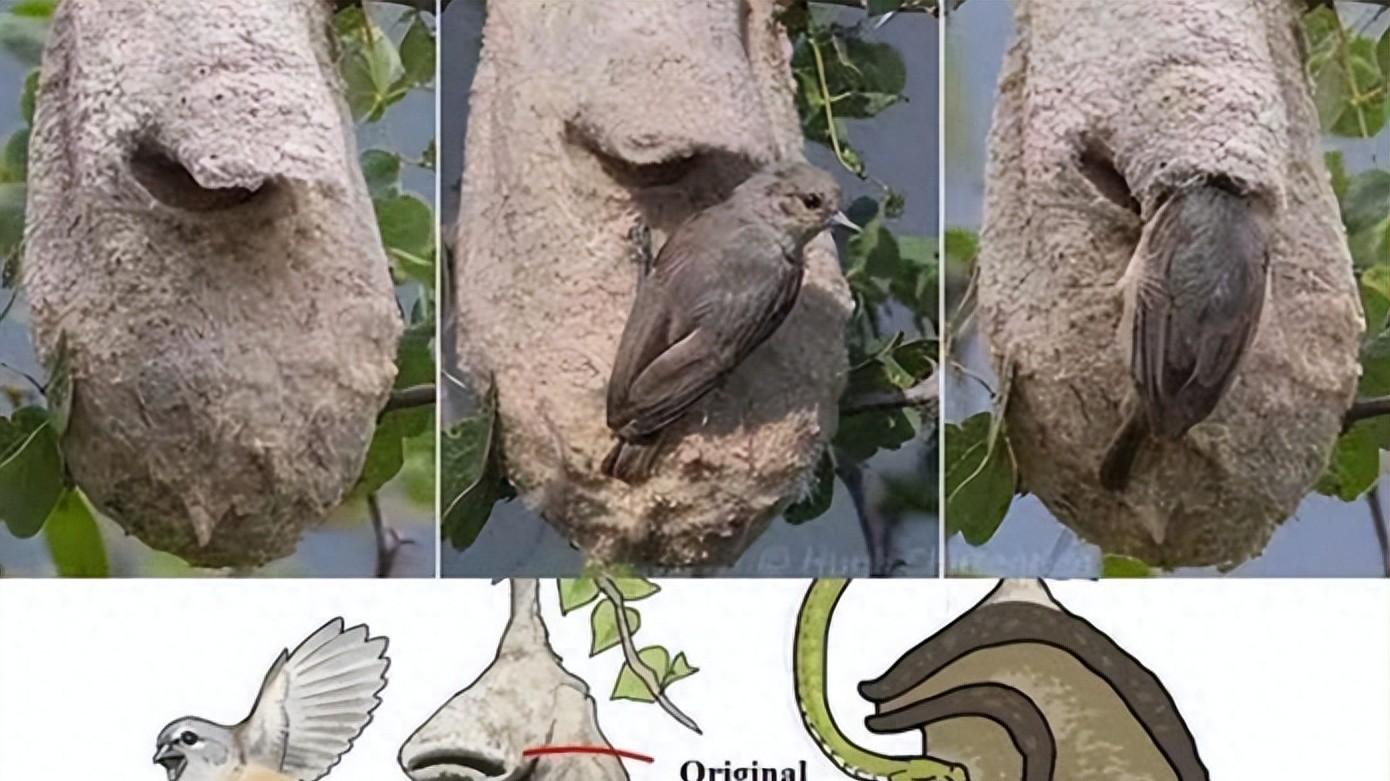 这种鸟类给巢穴精心设计了一个假门，专门用来欺骗蛇类捕食者