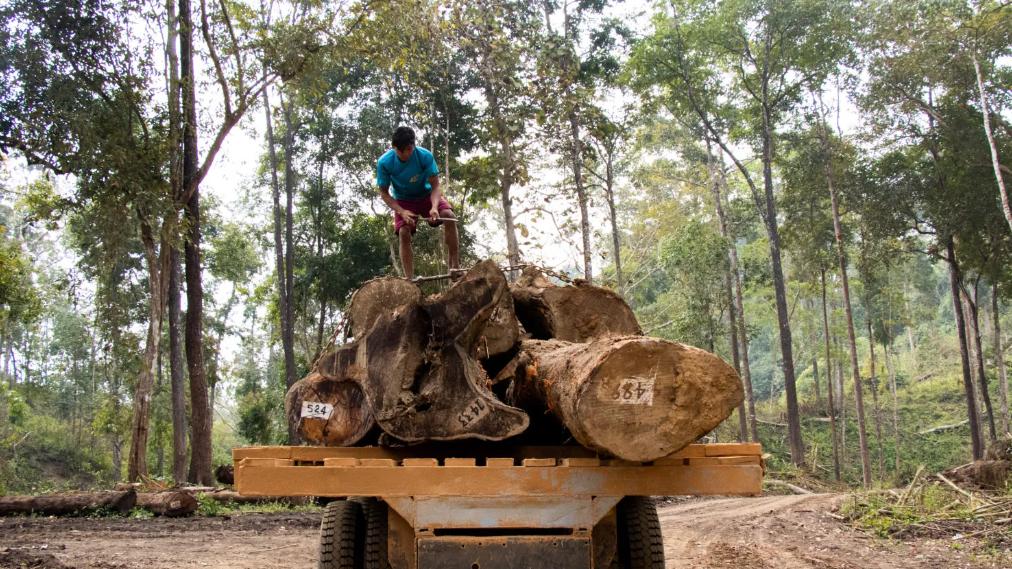 缅甸：木材具备合法文件，但已不被国际市场接受