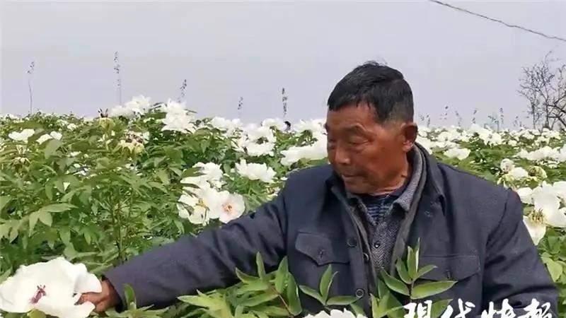 妻子去世11年后，80岁老人为她种出一片花海：“她爱花，我爱她”