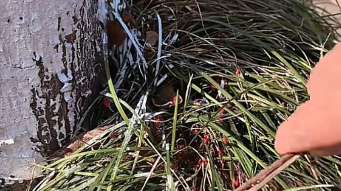 快找防疫站！女子翻开树下杂草，惊出一身冷汗：有大片鲜红色怪虫 你还敢春游倚树拍写真吗？