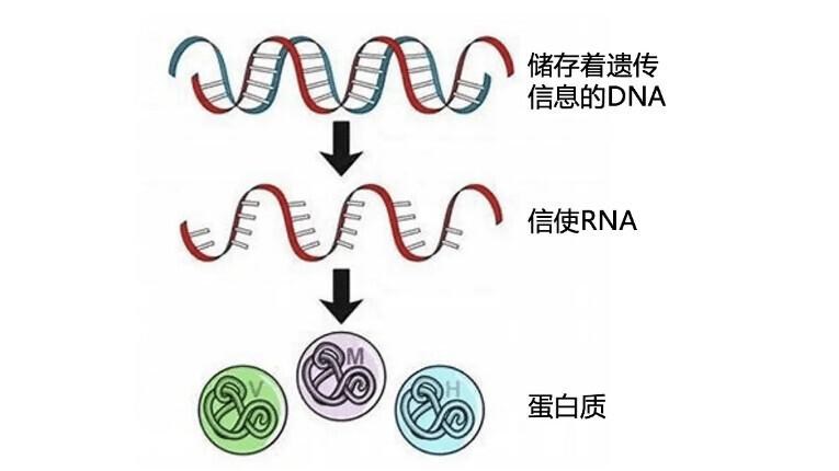 mRNA 免疫抗体制备：高效性、灵活性与成本效益的三重赋能