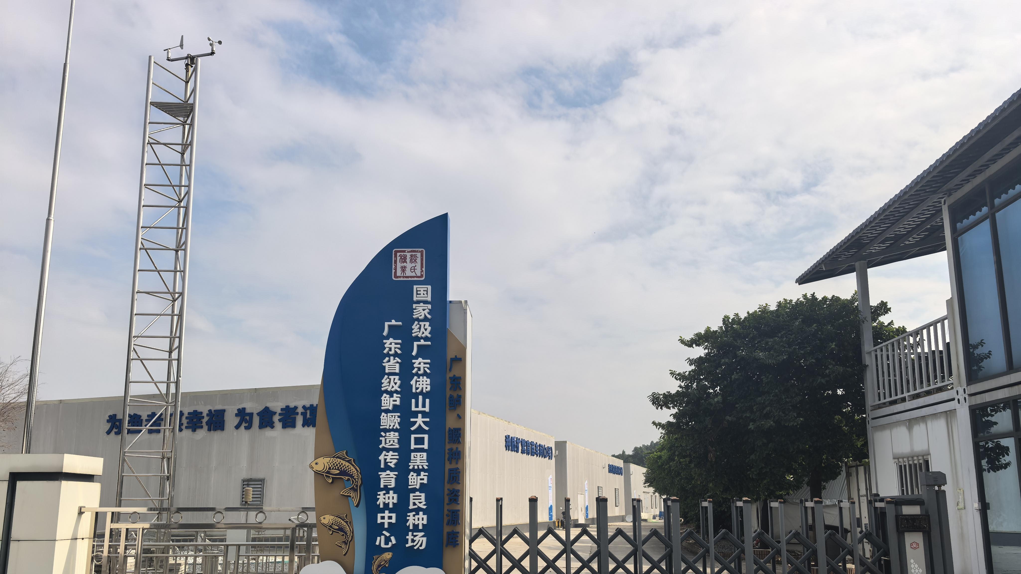 三水渔歌：从“一尾种苗”到“百亿全链”的产业突围之路