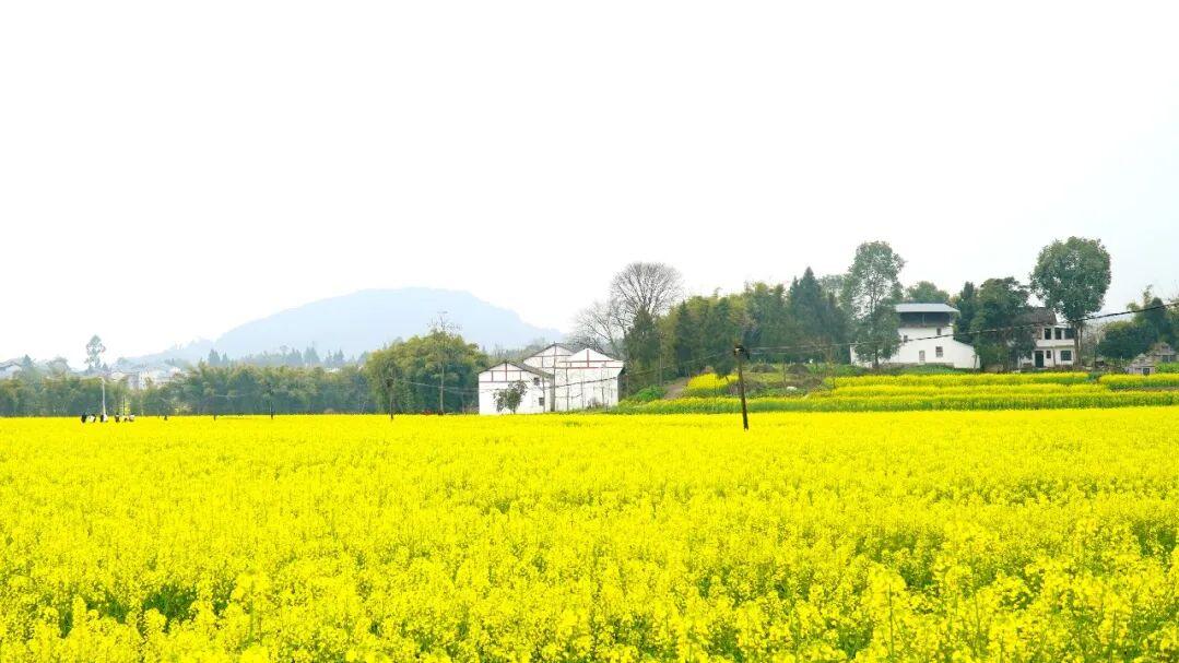 石垭金色花海迎客来 农文旅融合聚春光