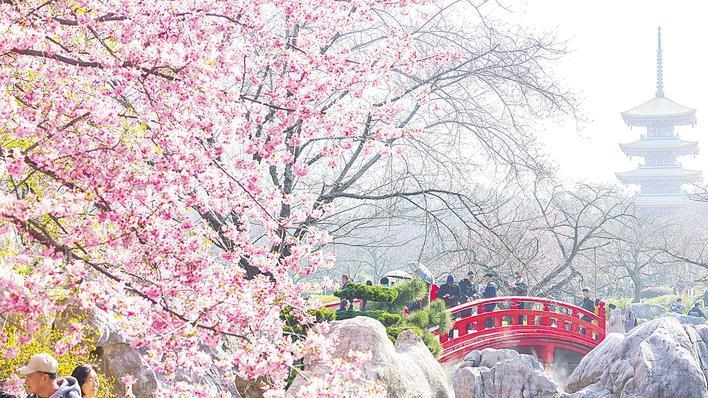 汉马终点站樱花长廊提前开放，4万市民游客尝鲜打卡