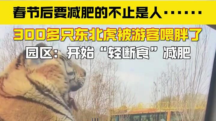 300只东北虎集体“罢吃”！春节被游客喂到撑，启动轮休断食计划 哈尔滨300多只东北虎被迫“轻断食”