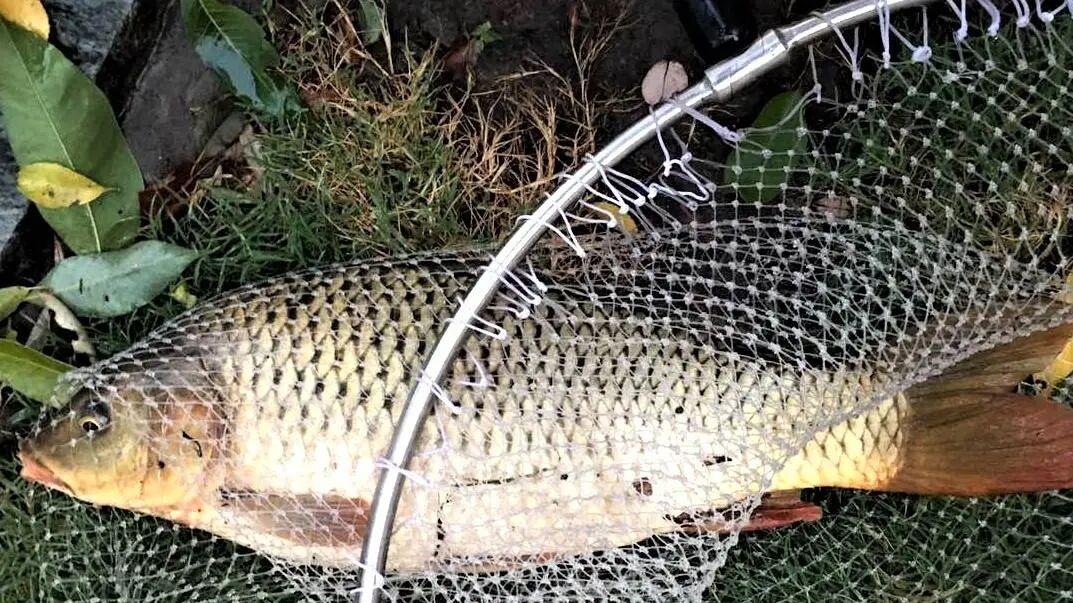 小鲤鱼秒切3号子线？读懂鱼的“李小龙寸拳”，掌握“太极卸力”才是王道！