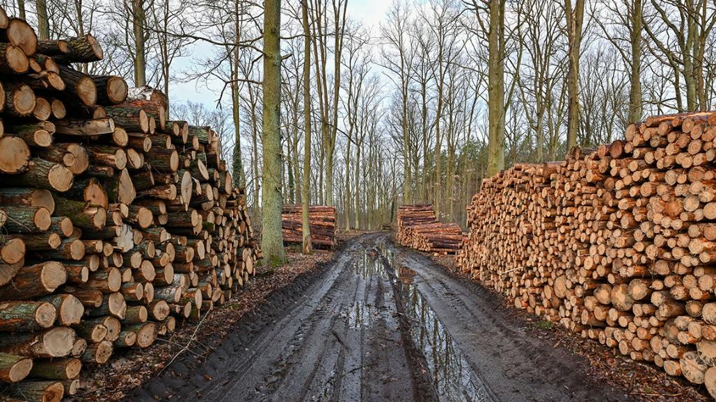 太突然！俄罗斯林业告急：50%企业面临破产，中国也救不了？