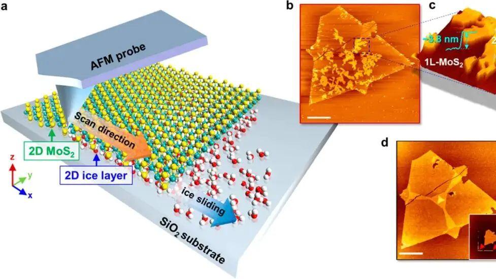 从原理到实战：原子力显微镜（AFM）工作机制及其在多领域的强大应用