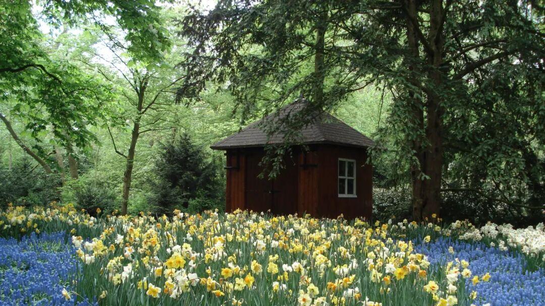 荷兰郁金香秘境：藏着春日顶流浪漫，全球第一花园只开2个月，错过等一年