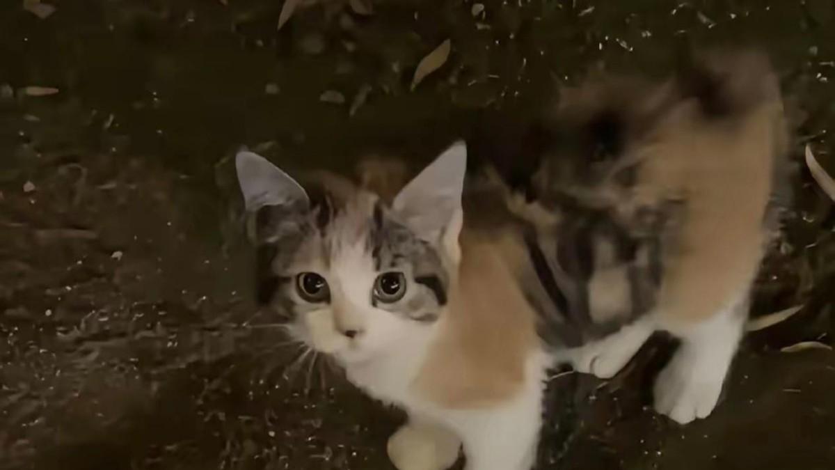小区悬赏捕杀流浪猫引争议，周兆成：流浪动物管控有边界，捕杀悬赏方式不可取