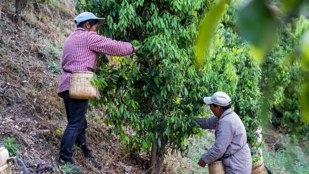 春采老鹰茶 致富正当时——会东县淌塘镇麻塘村以茶为媒赋能乡村振兴
