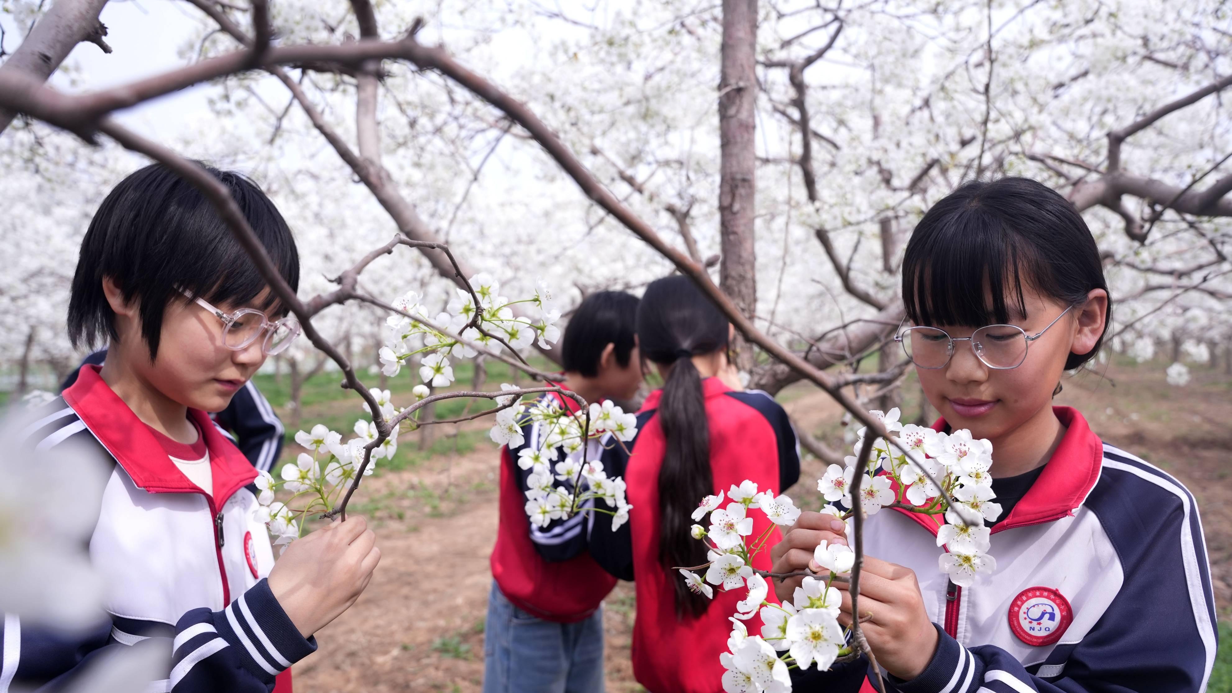 河北隆尧 | 梨园踏青赏花 研学多育并举