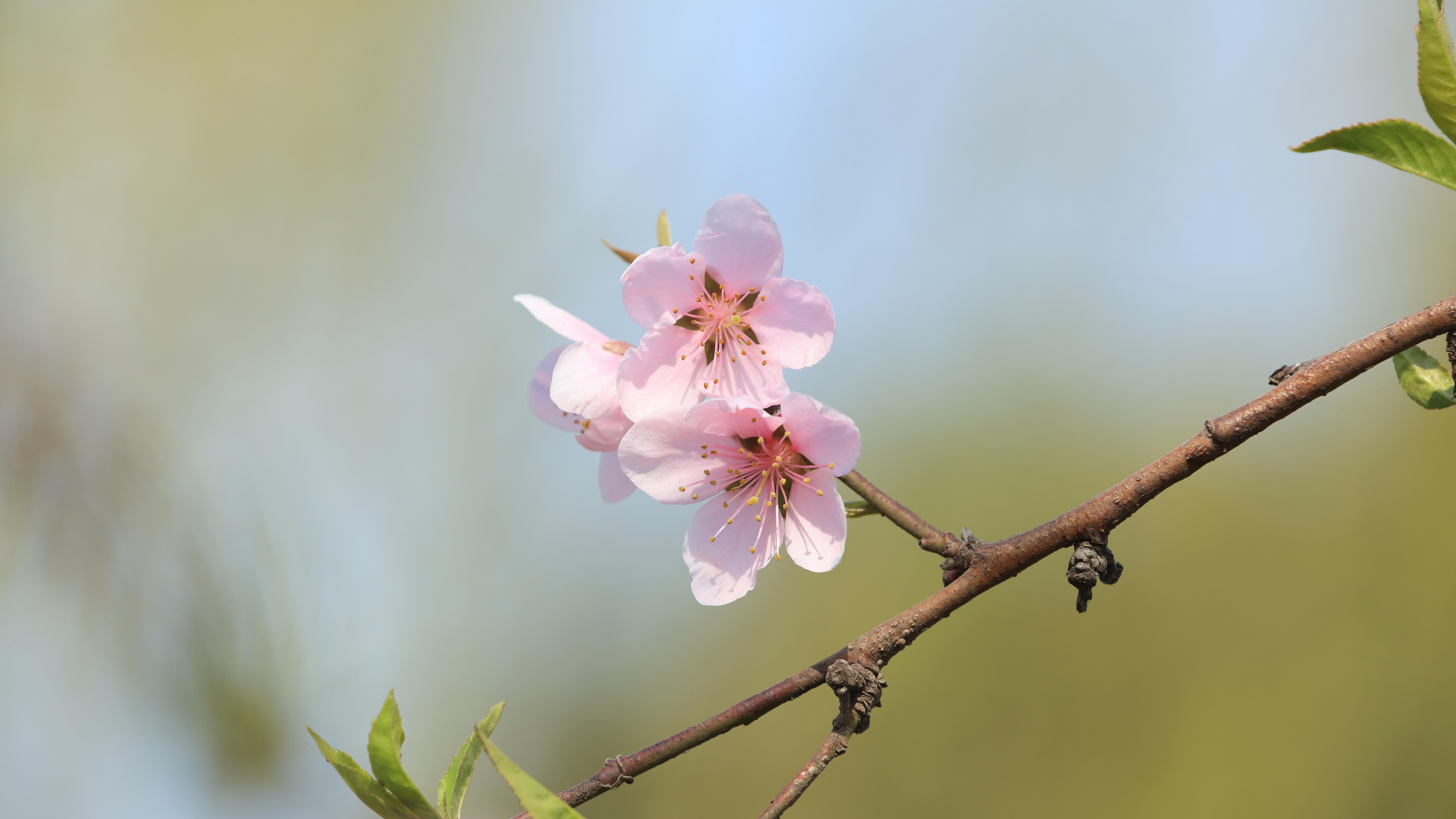 2026年，中国股市真的“被高估”了吗？