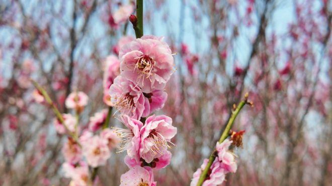 垣曲：黄河岸畔梅韵春光