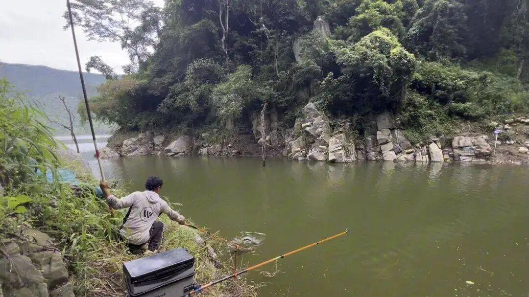 还在乱加千里香？掌握三原则，让它从“驱鱼水”变真正的诱鱼利器