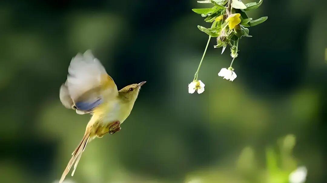 七律·闲看莺蝶舞