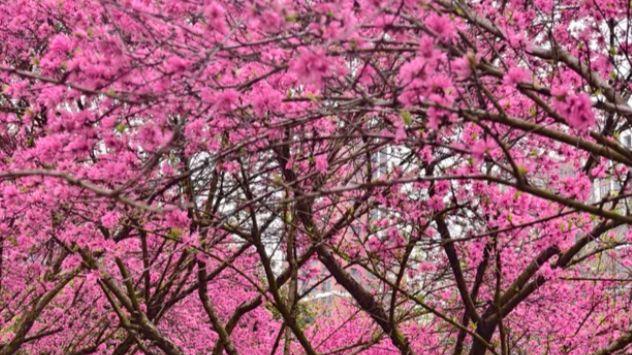 曲桥映柳，樱花满径，堤角公园就是武汉的 “小江南”