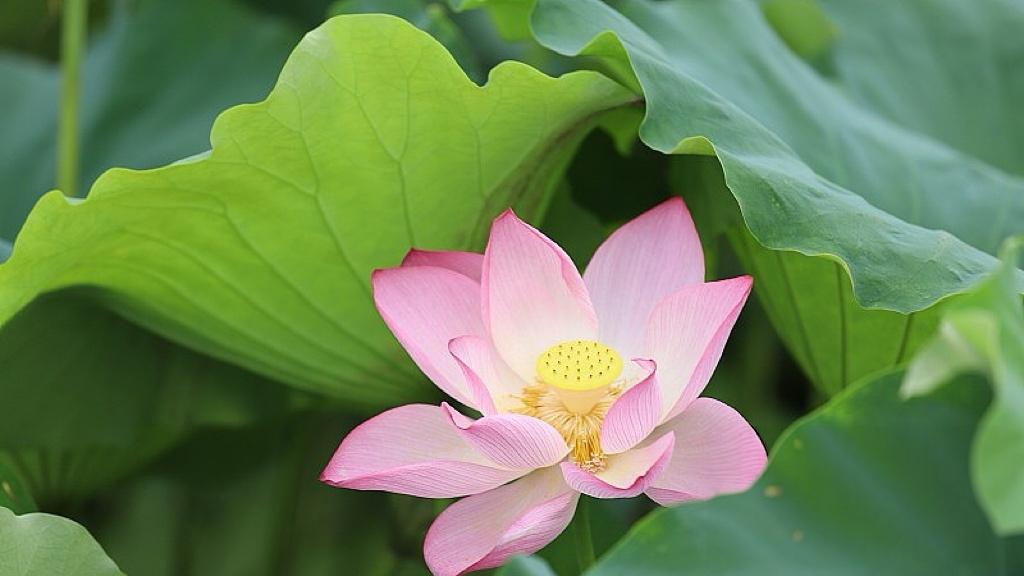 最高法院踩下“关税刹车”