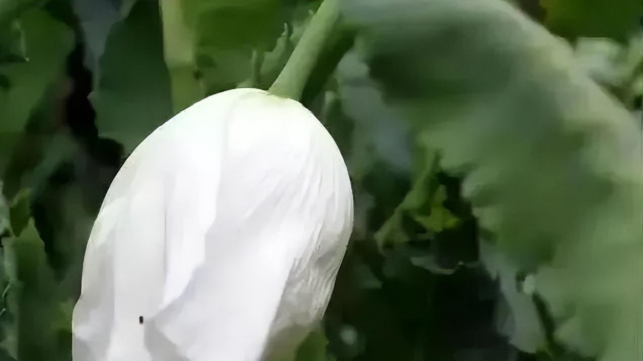 关于全民参与禁种铲毒工作的倡议书