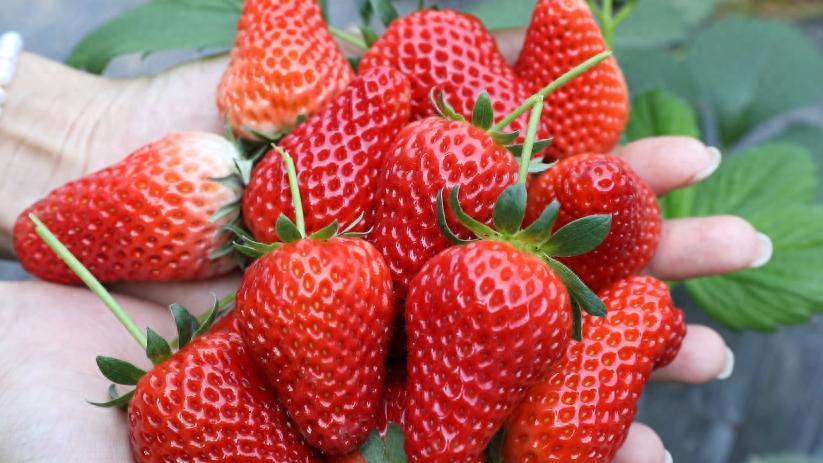 柳林：春日采摘正当时 草莓飘香引客来