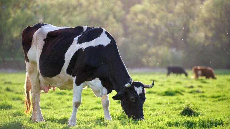 再聊三鹿——失败的阻击战