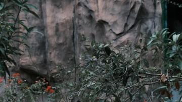 专家为何咬定龙不存在？三个理由扒出来，最后一个让人后背发凉