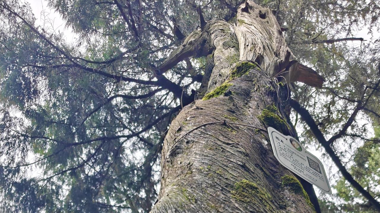 你会在古蜀道上看见一棵“拧巴”的千年古树吗？