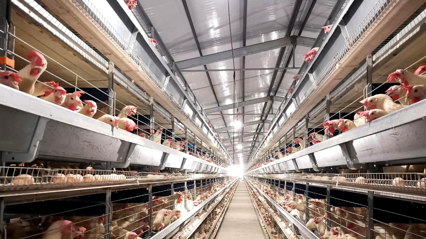 褚立臣 |“生态养殖”的精英们，为什么怕一只便宜的鸡？