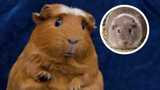 单枪匹马繁育400后代？从“豚鼠兰迪”事件看啮齿类动物恐怖的生殖策略