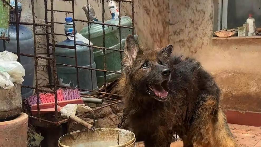 惨遭主人囚禁的德牧，活得不如流浪狗，活着就是最大恩赐