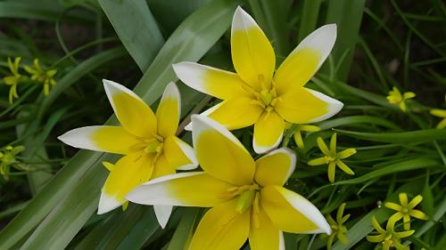 “庚辛金”日主，四月“癸巳月”，财运解析