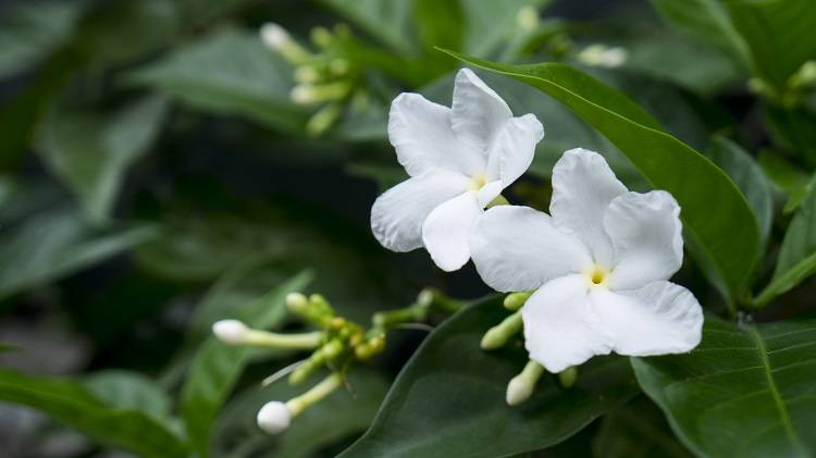 看了《浮生六记》方知：女人的幸与不幸，往往在于性格