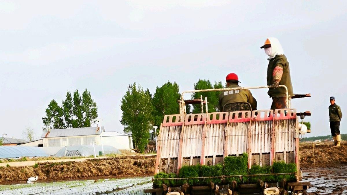 2021年，黑龙江一男子发明一款水稻插秧机，一人便能完成百亩作业