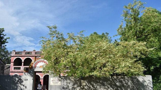 【史话】中国植树节：北洋政府设在清明，南京政府改为孙中山忌辰