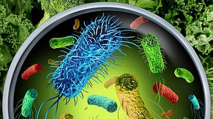 微生物王国：微观世界的生存智慧与人类应用