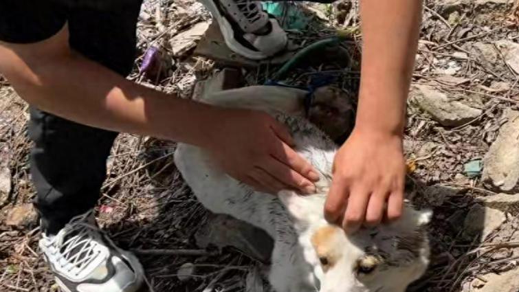 倒霉的柯基，没遇到好的主人，差点就悲剧了，幸好有人暖心救助