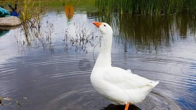 如果我是一只大白鹅