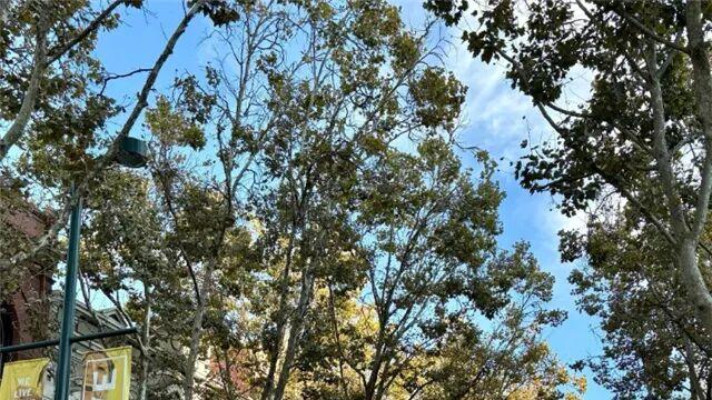 圣何塞掠影 | 邵孔发