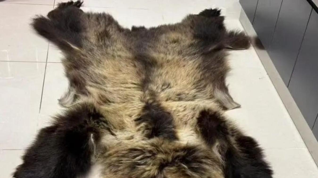 海关律师、走私辩护律师邵丹：北京查获走私棕熊皮